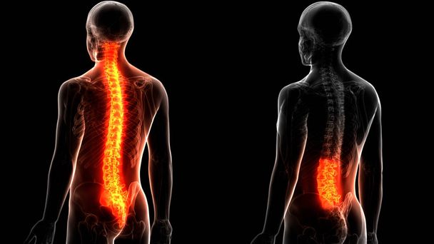 Colonna vertebrale Vertebre toraciche dell'anatomia del sistema scheletrico umano. 3D - Illustrazione
 - Foto, immagini
