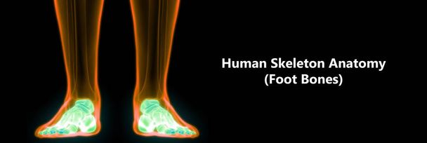 Anatomie lidských kostí kloubů (klouby nohou). 3D - ilustrace - Fotografie, Obrázek