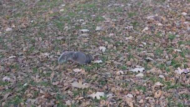 Zeitlupenclip, der einem gewöhnlichen grauen Eichhörnchen mit buschigem Schwanz folgt, während es aus dem Rahmen springt und durch die Blätter springt, die das grüne Gras bedecken. - Filmmaterial, Video