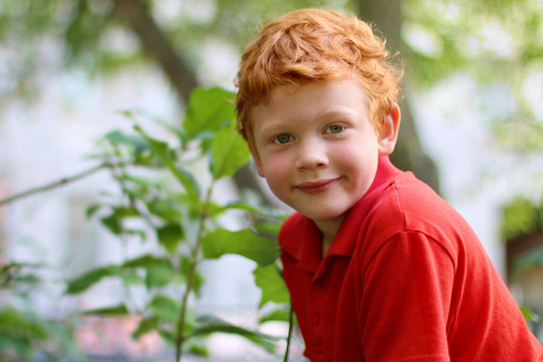 ヨーロッパの少年は緑の目を直接カメラを見て、クローズアップ。巻き生姜の髪とそばかすの木の上に座って面白い小さな子供。ファッションの子赤いカジュアルなシャツ夏の天気 - 写真・画像