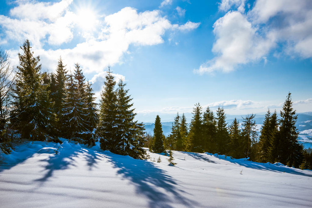 Mesmerizing positive landscape of tall slender fir - Φωτογραφία, εικόνα