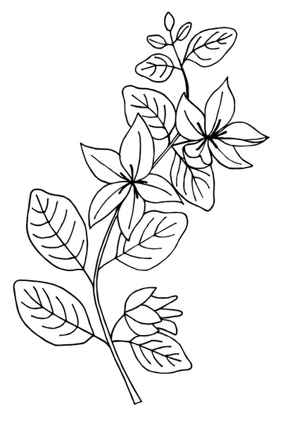 Lysimachia nummularia plant simple vector illustration of a traced drawing with black ink - Vektor, Bild