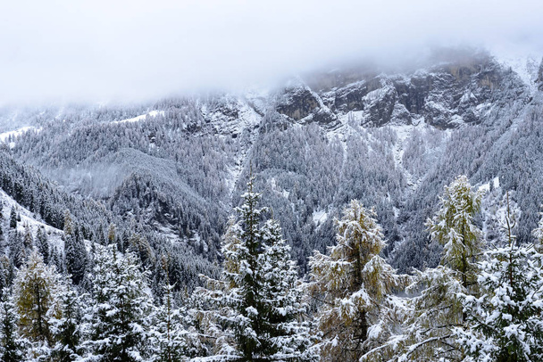 Snow covered tree tops in Italian alpine mountains during winter in foggy evening - Fotó, kép