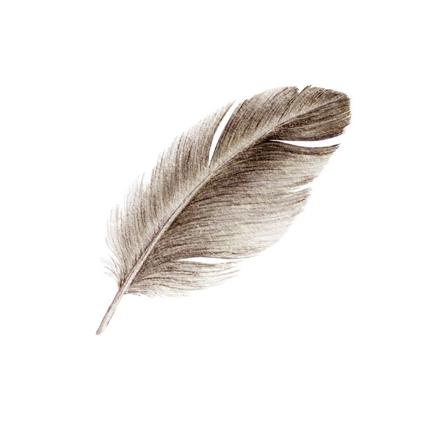 Bird feather watercolor realistic close up illustration. Duck or goose soft natural down image. Fluffy smooth quill isolated on white background. - Photo, Image