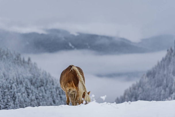Beautiful brownish horse looking for grass to eat in Italian Alps during winter, South tyrol region / Eveining with fog in background - Photo, image