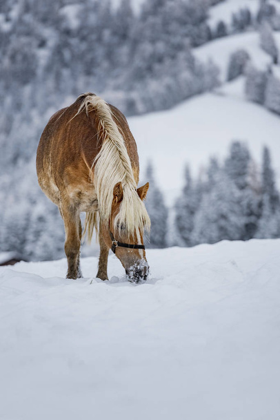 Beautiful brownish horse looking for grass to eat in Italian Alps during winter, South tyrol region / Eveining with fog in background - 写真・画像