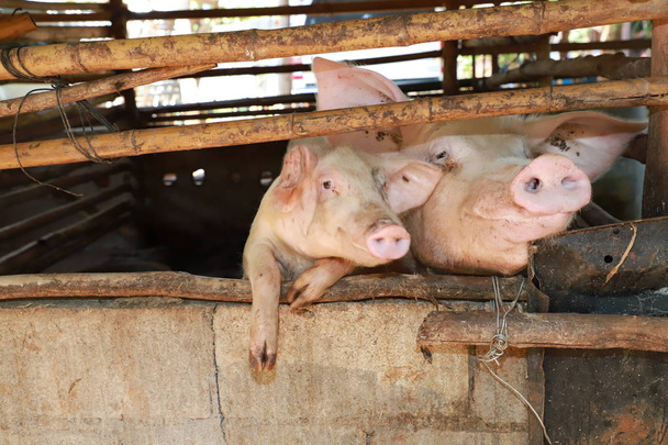 Close-up van een varken groeit in een Thaise biologische boerderij, Varkensvlees fokken in biologische boerderij - Foto, afbeelding