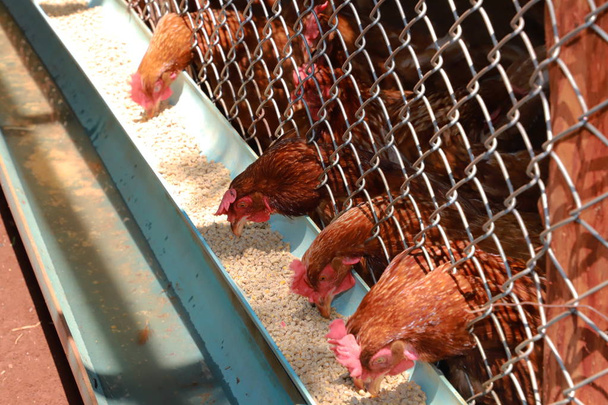 Csirke tojás farm, csirke eszik élelmiszer a gazdaságban - Fotó, kép