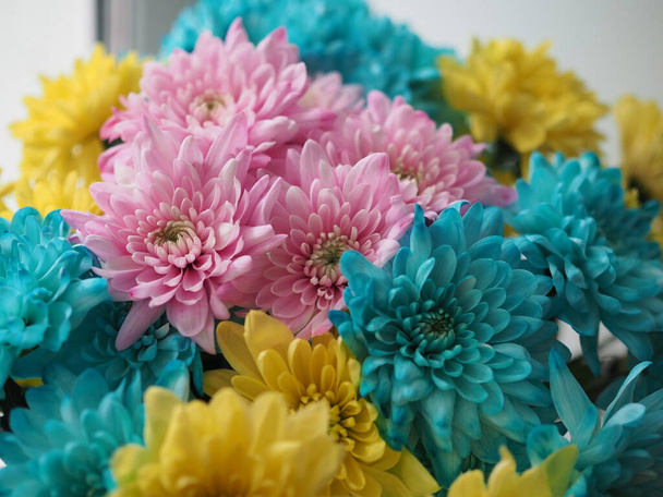 Crisântemos multicoloridos. Buquê de arco-íris Motley. Flores azuis, amarelas, brancas, rosa. Fundo flor
 - Foto, Imagem