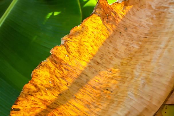 緑のバナナの葉の上に乾燥バナナの葉自然背景 - 写真・画像
