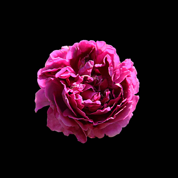 Beautiful burgundy rose isolated on a black background - Foto, Bild