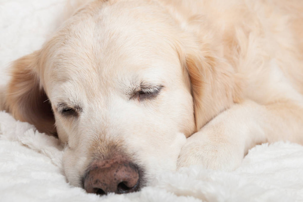 Bored sad sleeping golden retriever dog on white scandinavian style plaid. Pet warms on blanket in cold winter weather. Pets friendly and care concept. - Foto, afbeelding