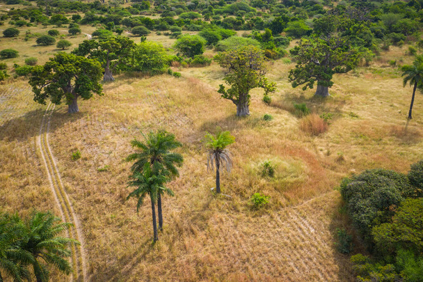 Légi felvétel a Baobab fáról. Szenegál. Nyugat-Afrika. Fényképezte:  - Fotó, kép