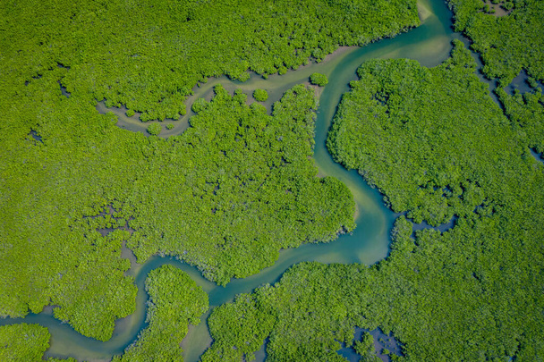 Сенегал Мангров. Повітряний вид мангрових лісів у Салумі. - Фото, зображення