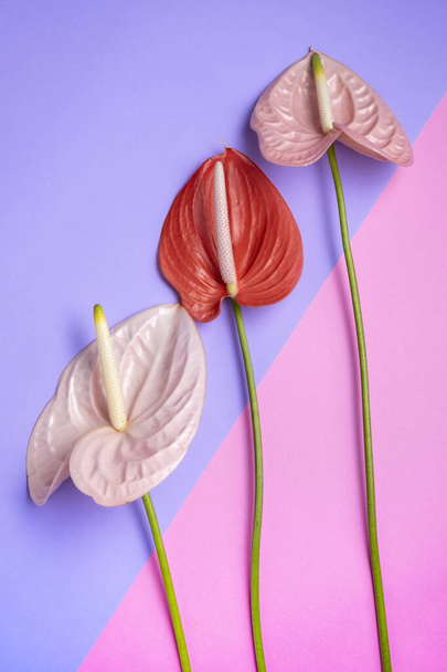 Beautiful red and pink Anthurium flowers or flamingo flower on a purple and pink background, vertical composition - Photo, Image