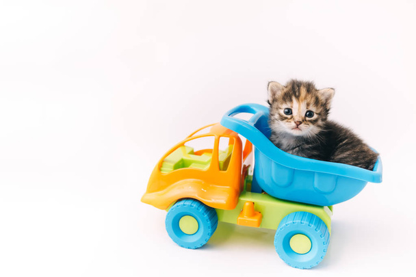 Kotek siedzi wewnątrz niebieski samochód zabawki na białym tle - Zdjęcie, obraz