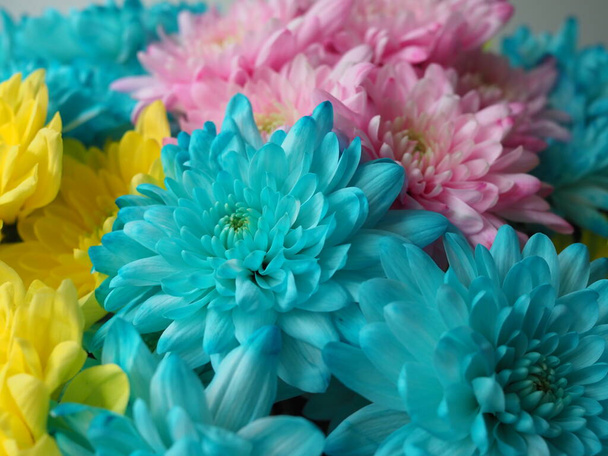 Mnohobarevné chryzantémy. Motleyská duhová kytice. Modré, žluté, bílé, růžové květiny. Květinové pozadí - Fotografie, Obrázek