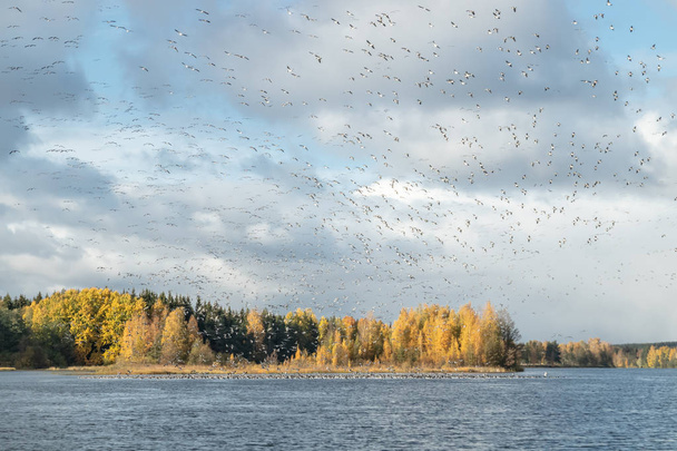 Iso lauma siimajuuria lentää Kymijoen yläpuolella ja istuu veden päällä. Linnut valmistautuvat muuttoon etelään.
. - Valokuva, kuva