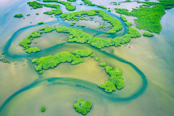 Сенегал Мангроуз. Вид с воздуха на мангровый лес в Салуме
 - Фото, изображение