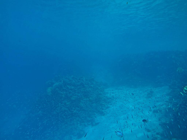 víz alatti világ korallokkal és trópusi halakkal - Fotó, kép