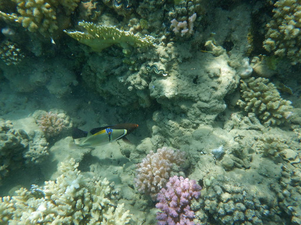サンゴや熱帯魚のいる水中世界では - 写真・画像