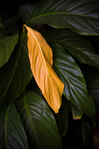 Один желтый сухой лист на декоративном домашнем растении под названием Спатип
 - Фото, изображение