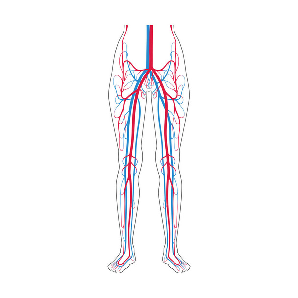 Анатомия кровеносной системы
 - Вектор,изображение