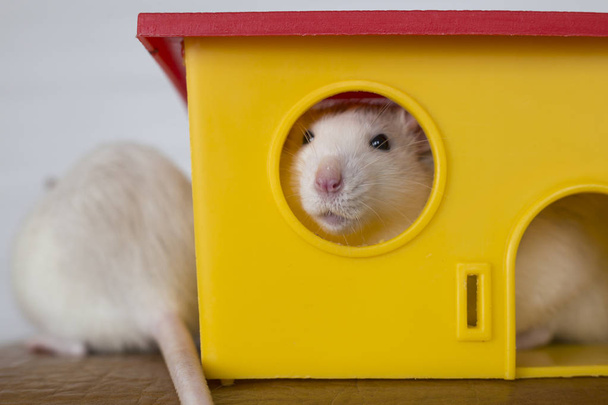Two funny domestic pet rats and a toy house. - Fotografie, Obrázek