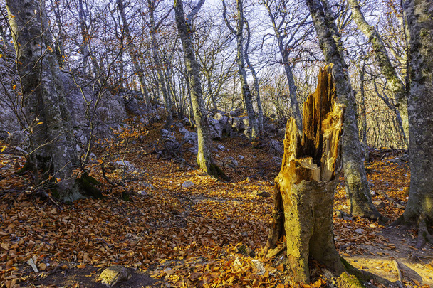 Árboles en las montañas esparcen sus raíces en las rocas en busca de humedad vivificante y tierra
. - Foto, imagen