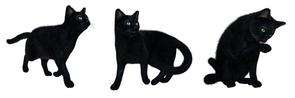 schwarze Katzen in verschiedenen Posen - Foto, Bild