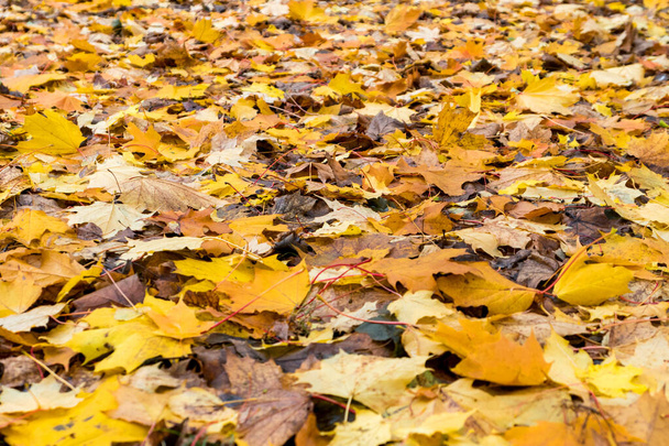 Fallen autumn leaves - Foto, Bild