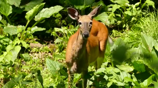 Brightly lit deer with nicely colored fur walking away in vegetation - Video, Çekim