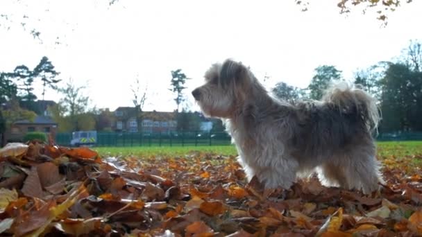 Αξιολάτρευτο σκυλάκι χοροπηδάει σε πεσμένα φθινοπωρινά φύλλα σε ένα όμορφο δημόσιο πάρκο - Πλάνα, βίντεο