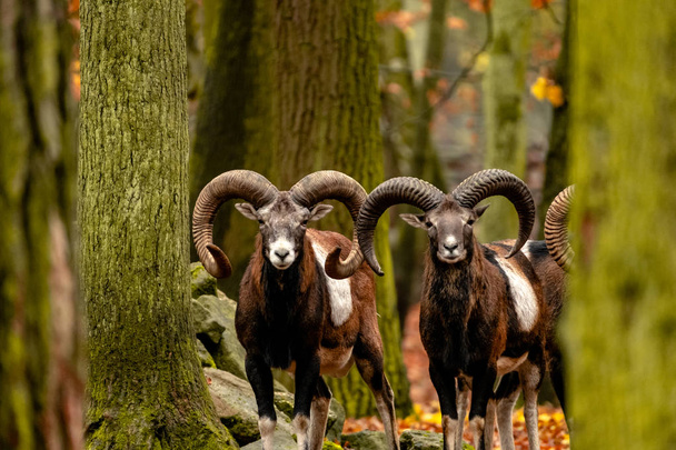 Landscape with wild mountain sheep or goat stand in autumn forest - Foto, imagen