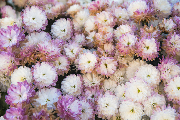 color de belleza flores de crisantemo de cerca, flor de margarita
 - Foto, Imagen