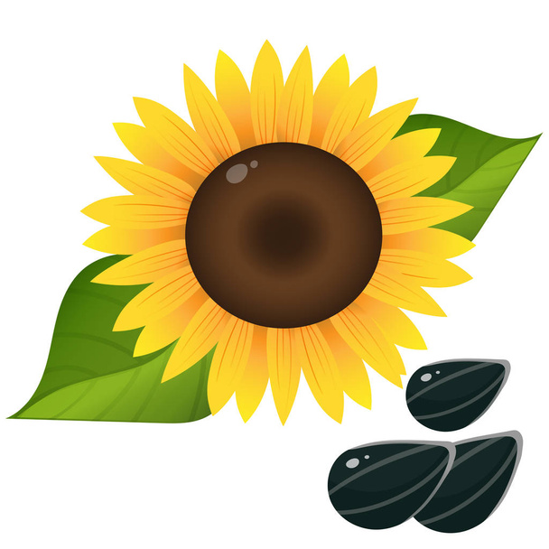 Color image of flower of sunflower with seeds on white background. Plants. Vector illustration. - Vector, Image