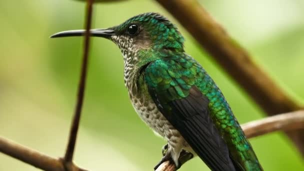 Extrém közelkép lövés ülő kolibri zöld háttér - Felvétel, videó
