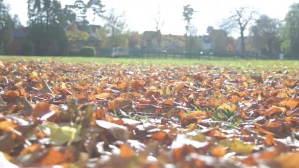 Zeitlupenaufnahme einer Frau und ihres niedlichen kleinen Hundes, die durch Herbstblätter in einem hübschen Park an der Kamera vorbeilaufen - Filmmaterial, Video