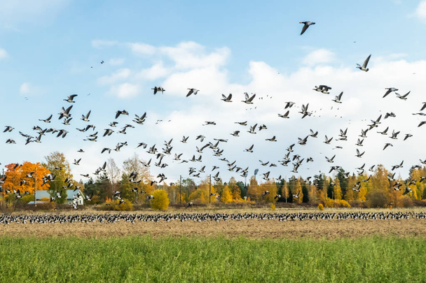 Una gran bandada de gallinas de los percebes está volando por encima del campo. Las aves se preparan para migrar al sur
. - Foto, Imagen