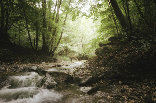 Krajobraz leśnego strumienia. Woda, drzewa i zielone liście w naturalnym krajobrazie - Zdjęcie, obraz