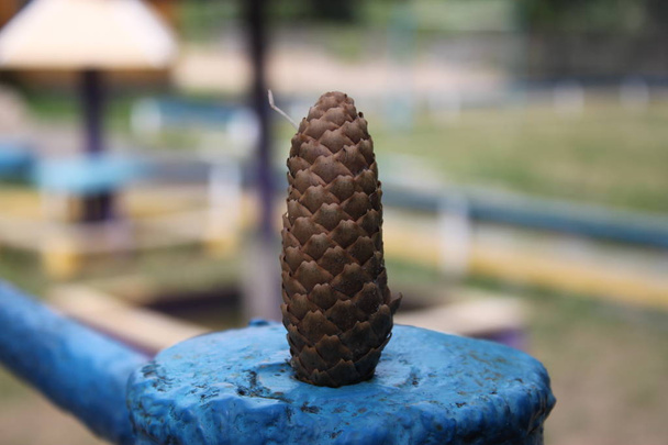  Fir cone stands upright, close up. - Photo, Image