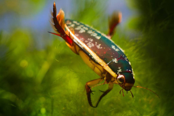 dorosły samiec chrząszcza nurkowego, Dytiscus marginalis, rozległy drapieżnik słodkowodny, odpoczynek dla owadów balansujący z tylnymi nogami w europejskim akwarium z umiarkowaną biotopą - Zdjęcie, obraz