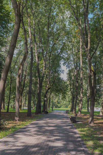 Bench in the park among green trees. Park for walks - Φωτογραφία, εικόνα