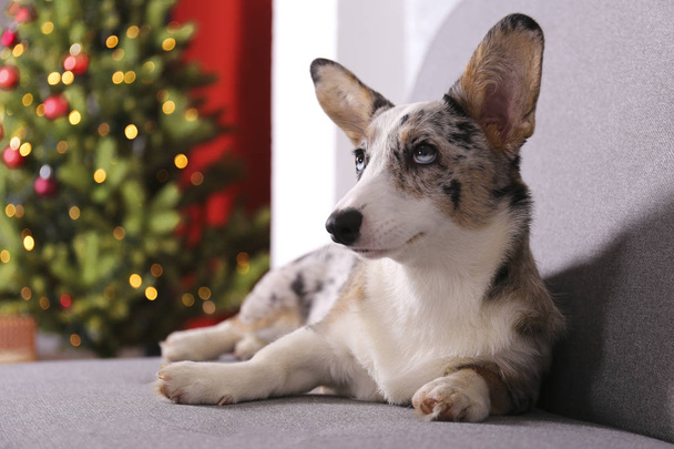 A blue merle corgi with big ears and funny fur stains sitting at home on christmas eve. Traditional pine tree with bokeh effect lights and cardigan welsh corgi dog. Close up, copy space, background. - Foto, Bild