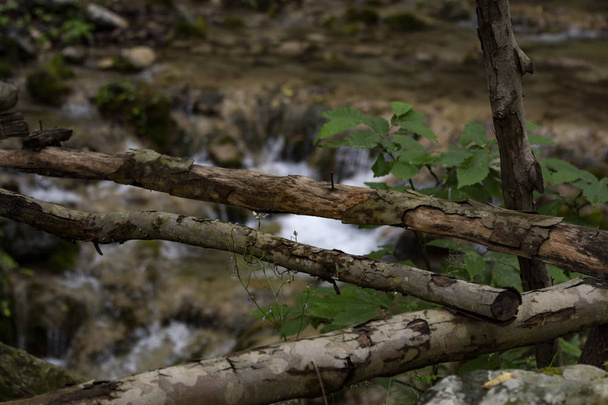 Boom takken en groene bladeren in de natuur, rivier achtergrond in het bos - Foto, afbeelding