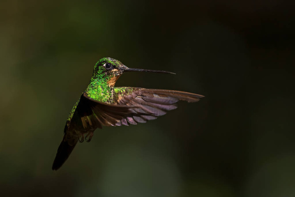 Buff-φτερωτό Starfrontlet - Coeligena lutetiae, όμορφο πράσινο κολιμπρί από τις πλαγιές των Άνδεων της Νότιας Αμερικής, Yanacocha, Εκουαδόρ. - Φωτογραφία, εικόνα