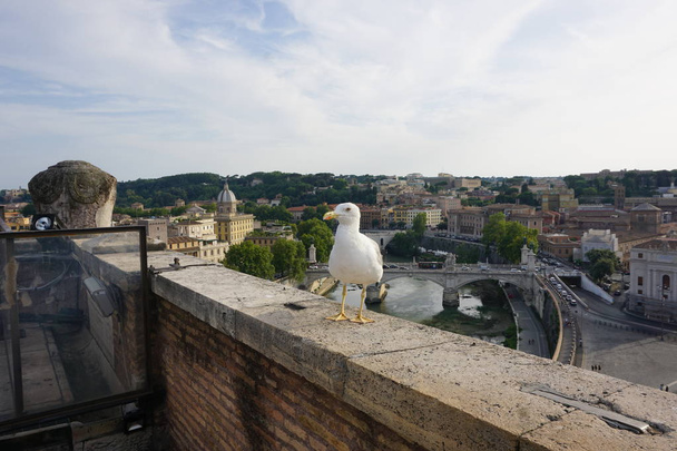 Seagull on the roof of a Roman castle and a beautiful view of the Vatican, Italy - Φωτογραφία, εικόνα