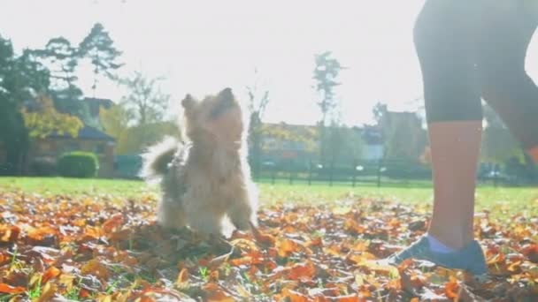 Schattige pluizige hond springt in de lucht proberen te vangen herfst bladeren gegooid in de lucht op een zonnige winterochtend - Video