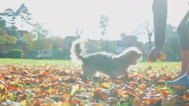 Schattig hondje flipt in de lucht terwijl hij probeert herfstbladeren te vangen die op een zonnige winterochtend worden gegooid - Video