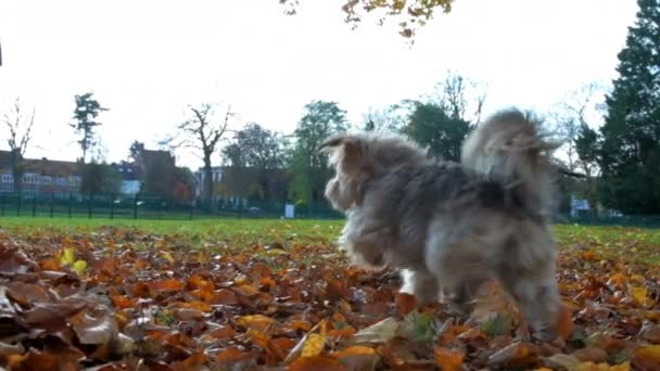 秋の葉が遅い動きで空気中で蹴られた後に追いかける空気中でかわいい犬が高くジャンプします - 映像、動画